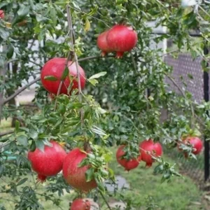 Wonderful Pomegranate Cuttings - Set of 6, 8-10