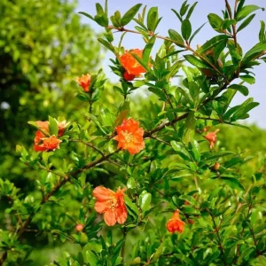 Wonderful Pomegranate Cuttings - Set of 6, 8-10