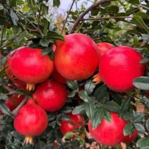 Wonderful Pomegranate Live Plant, Cold Hardy Fruit Tree, 4-7 Inches Long - Image 2