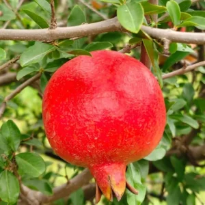 Wonderful Pomegranate Live Plant, Cold Hardy Fruit Tree, 4-7 Inches Long - Image 4