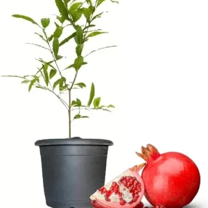 Wonderful Pomegranate Tree Live Plant - 4-8 Inch Starter Size, Cold Hardy - Image 5