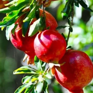 Wonderful Pomegranate Tree Live Plant - Cold Hardy Starter 4-8 Inch Sweet Fruit - Image 2