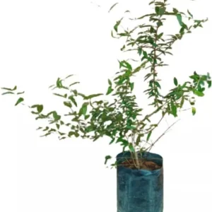 Wonderful Pomegranate Tree Live Plant - Cold Hardy Starter 4-8 Inch Sweet Fruit - Image 3
