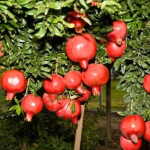 Wonderful Pomegranate Tree Live Plant - Cold Hardy Starter 4-8 Inch Sweet Fruit - Image 5