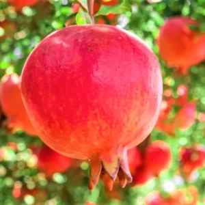 Wonderful Pomegranate Tree Live Plant - Cold Hardy Starter 4-8 Inch Sweet Fruit - Image 6