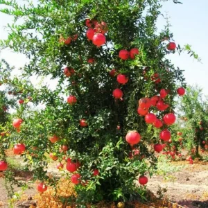 Wonderful Pomegranate Tree Live Plant - Cold Hardy Starter 4-8 Inch Sweet Fruit - Image 7