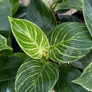 Philodendron White  Bikini Live Plant - Variegated Houseplant 4" Pot