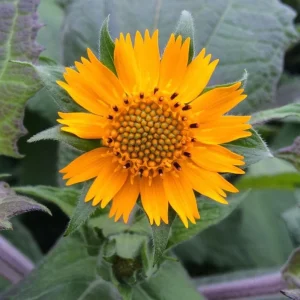 Yacon Root Live Plant - Smallanthus Sonchifolius Starter Plug, 2-6 Inch Tall - Image 3