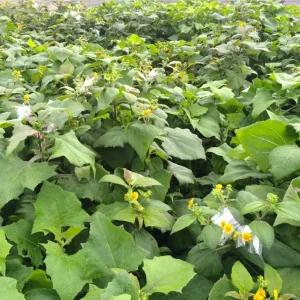 Yacon Root Live Plant - Smallanthus Sonchifolius Starter Plug, 2-6 Inch Tall - Image 4