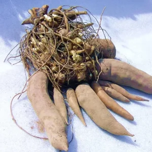 Yacon Root Live Plant - Smallanthus Sonchifolius Starter Plug, 2-6 Inch Tall - Image 5