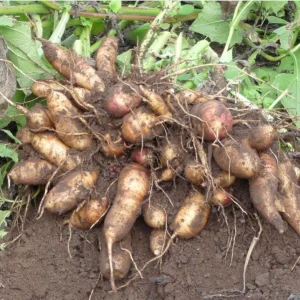 Yacon Root Live Plant - Smallanthus Sonchifolius Starter Plug, 2-6 Inch Tall - Image 7