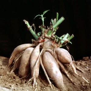 Yacon Root Live Plant - Smallanthus Sonchifolius Starter Plug, 2-6 Inch Tall - Image 1