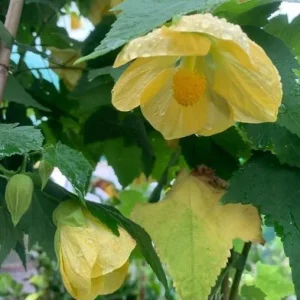 Yellow Abutilon Flowering Maple Live Plant - 5-8