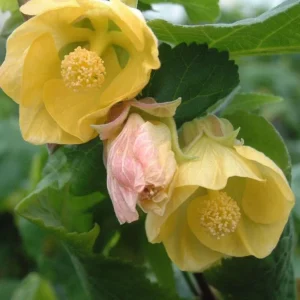 Yellow Abutilon Flowering Maple Live Plant - 5-8