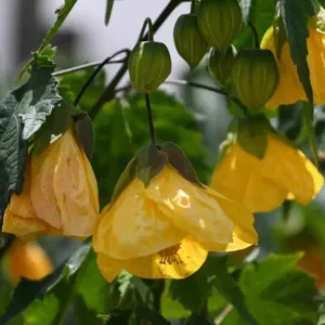 Yellow Abutilon Flowering Maple Live Plant - 5-8