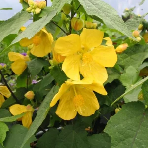 Yellow Abutilon Flowering Maple Live Plant - 5-8