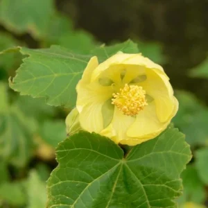 Yellow Abutilon Flowering Maple Live Plant - 5-8