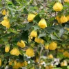 Yellow Abutilon Flowering Maple Live Plant - 5-8" Tall Starter, Lantern Flowers - Image 1