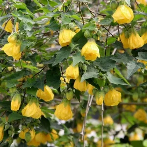 Yellow Abutilon Flowering Maple Live Plant - 5-8
