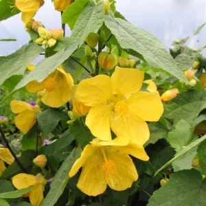 Yellow Abutilon Live Plant - Trailing Lantern Flower, 5-7 Inch Tall, Outdoor - Image 2