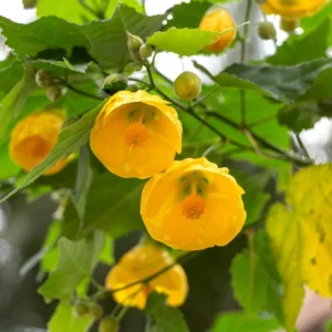 Yellow Abutilon Live Plant - Trailing Lantern Flower, 5-7 Inch Tall, Outdoor - Image 3