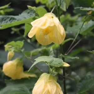 Yellow Abutilon Live Plant - Trailing Lantern Flower, 5-7 Inch Tall, Outdoor - Image 4