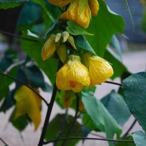 Yellow Abutilon Live Plant - Trailing Lantern Flower, 5-7 Inch Tall, Outdoor - Image 5