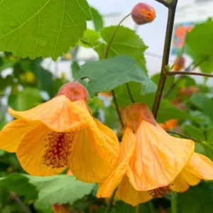 Yellow Abutilon Live Plant - Trailing Lantern Flower, 5-7 Inch Tall, Outdoor - Image 6