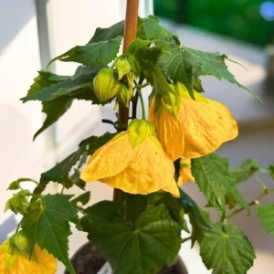 Yellow Abutilon Live Plant - Trailing Lantern Flower, 5-7 Inch Tall, Outdoor - Image 7