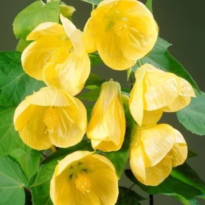 Yellow Abutilon Live Plant - Trailing Lantern Flower, 5-7 Inch Tall, Outdoor - Image 1