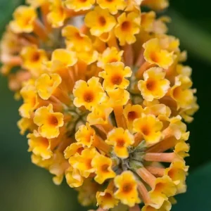 Yellow Butterfly Bush Live Plant Shrub - 2 Count, Full Sun - Image 5