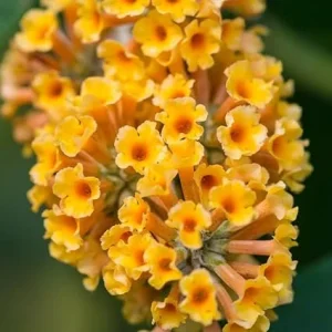 Yellow Butterfly Bush Live Plant Shrub - 2 Count, Full Sun - Image 6
