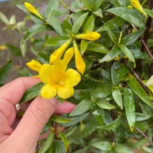 Yellow Carolina Jasmine Live Plant Gelsemium Sempervirens Vine 5-7 Inch Tall - Image 2