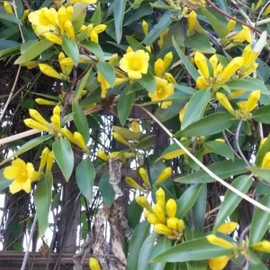 Yellow Carolina Jasmine Live Plant Gelsemium Sempervirens Vine 5-7 Inch Tall - Image 4