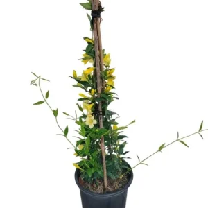 Yellow Carolina Jasmine Live Plant Gelsemium Sempervirens Vine 5-7 Inch Tall - Image 6