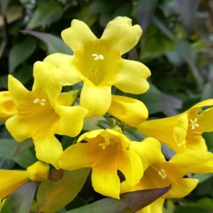 Yellow Carolina Jasmine Live Plant Gelsemium Sempervirens Vine 5-7 Inch Tall - Image 7