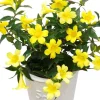 Yellow Carolina Jasmine Live Plant Gelsemium Sempervirens Vine 5-7 Inch Tall - Image 1