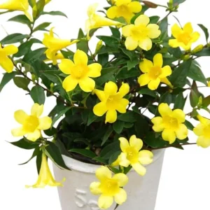 Yellow Carolina Jasmine Live Plant Gelsemium Sempervirens Vine 5-7 Inch Tall - Image 1