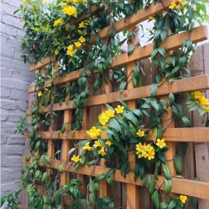Yellow Carolina Jasmine Live Plant Gelsemium Sempervirens Vine 5-7 Inch Tall - Image 9