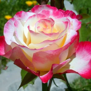 Yellow Climbing Rose Bush Live Plant – Fragrant Heirloom Bare Root – 7-10 Inch Tall - Image 11