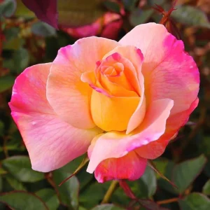 Yellow Climbing Rose Bush Live Plant – Fragrant Heirloom Bare Root – 7-10 Inch Tall - Image 4