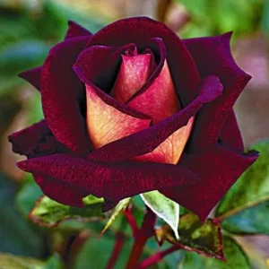 Yellow Climbing Rose Bush Live Plant – Fragrant Heirloom Bare Root – 7-10 Inch Tall - Image 5