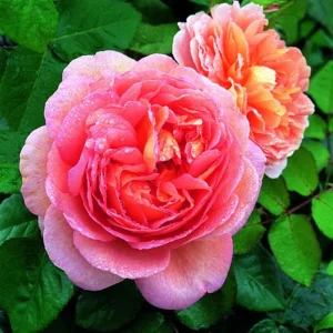 Yellow Climbing Rose Bush Live Plant – Fragrant Heirloom Bare Root – 7-10 Inch Tall - Image 6