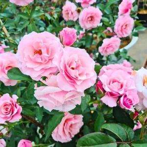 Yellow Climbing Rose Bush Live Plant – Fragrant Heirloom Bare Root – 7-10 Inch Tall - Image 7