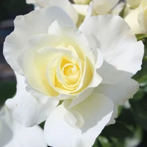 Yellow Climbing Rose Bush Live Plant – Fragrant Heirloom Bare Root – 7-10 Inch Tall - Image 8