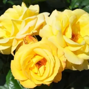 Yellow Climbing Rose Bush Live Plant, Fragrant, Starter Size, 4-10 Inches Tall, Outdoor - Image 4
