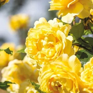 Yellow Climbing Rose Live Plant – Bare Root Bush Rose – 5-7 Inches – Full Sun - Image 1
