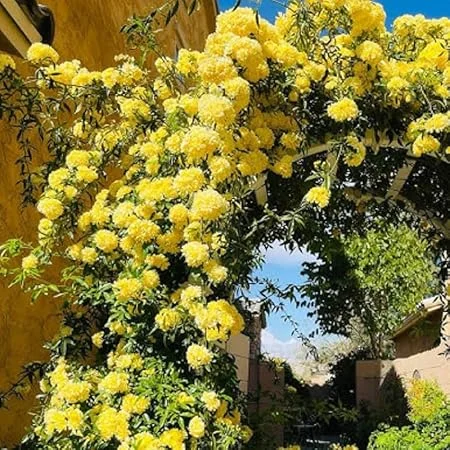 Yellow Climbing Rose Live Plant - Fragrant Reblooming Flowers for Landscaping - Image 2