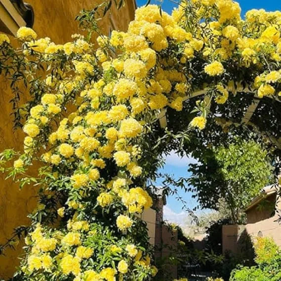 Yellow Climbing Rose Live Plant - Fragrant Reblooming Flowers for Landscaping - Image 7