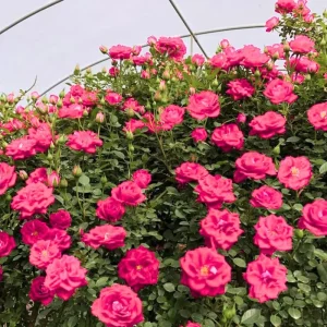 Yellow Climbing Rose Live Plant, Fragrant Shrub, Hardy Zones 4-9, Starter Size 5-9 Inches Tall - Image 2